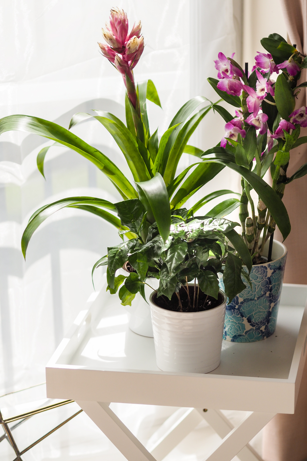 Today I'm sharing how to create an indoor garden in your city apartment, when outdoor space is something you crave. Teaming up with Lazy Flora, discover more about their indoor plant subscription service. Today I'm sharing how to create an indoor garden in your city apartment, when outdoor space is something you crave. Teaming up with Lazy Flora, discover more about their indoor plant subscription service.