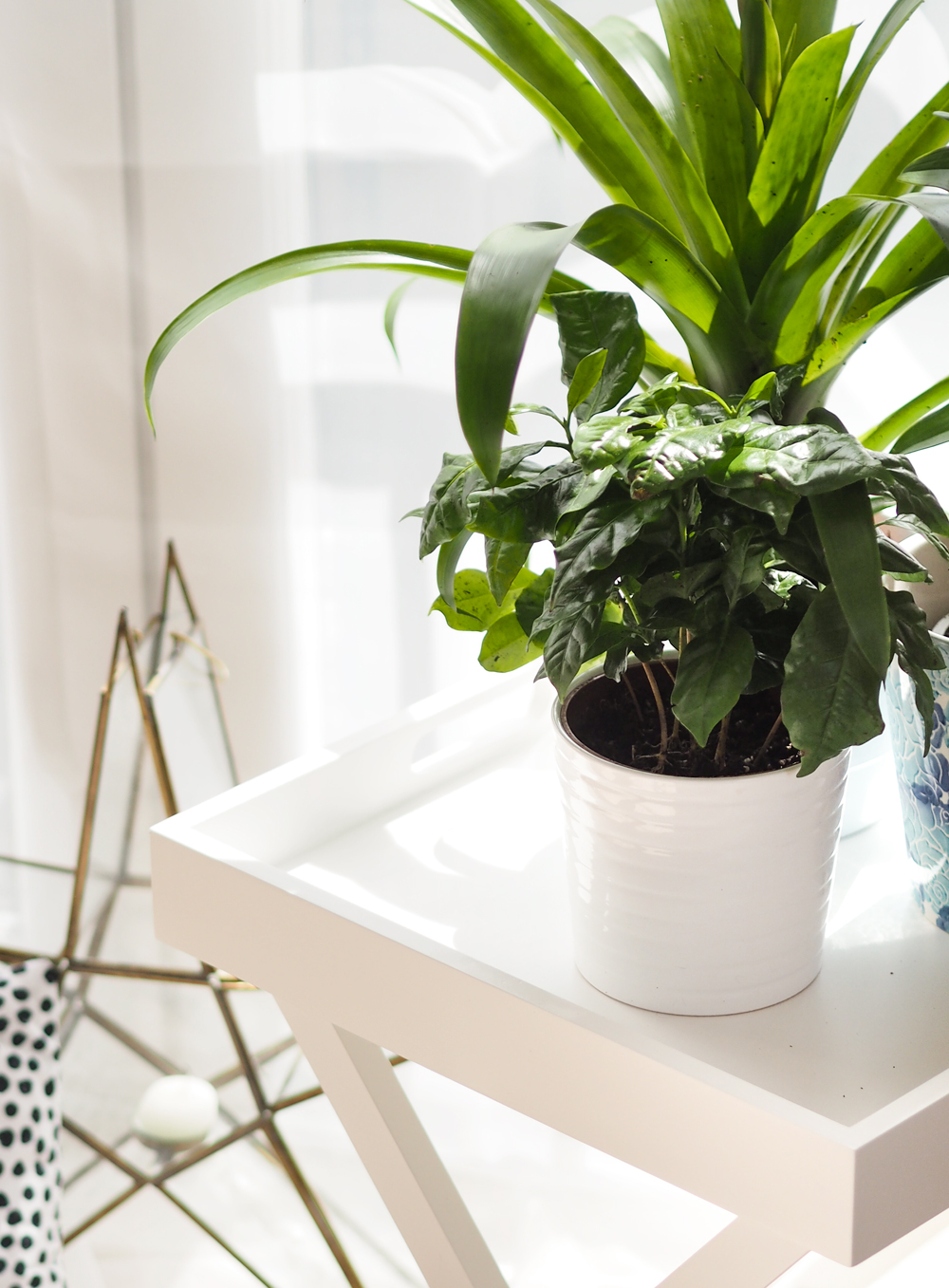 Today I'm sharing how to create an indoor garden in your city apartment, when outdoor space is something you crave. Teaming up with Lazy Flora, discover more about their indoor plant subscription service. Today I'm sharing how to create an indoor garden in your city apartment, when outdoor space is something you crave. Teaming up with Lazy Flora, discover more about their indoor plant subscription service.