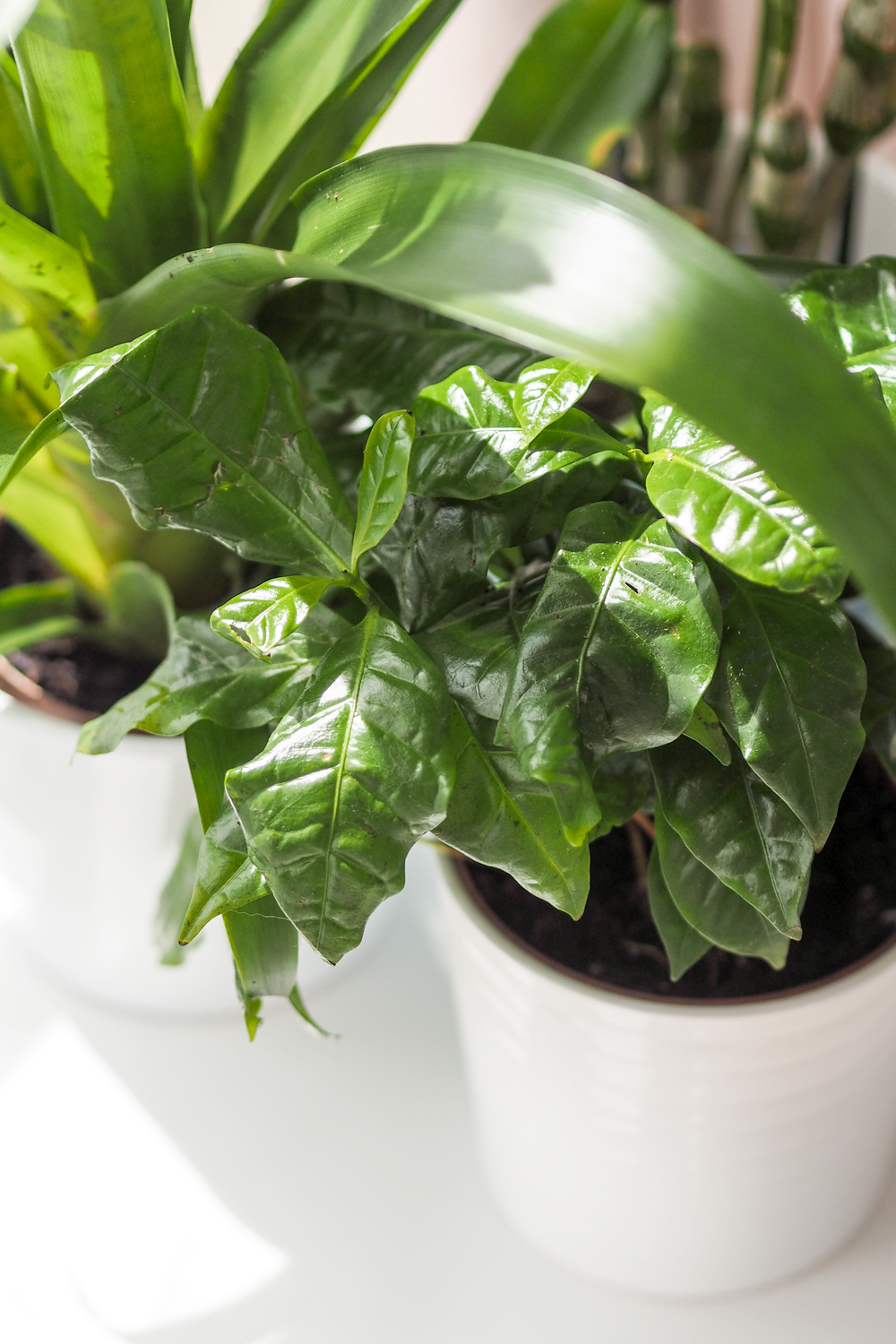 Today I'm sharing how to create an indoor garden in your city apartment, when outdoor space is something you crave. Teaming up with Lazy Flora, discover more about their indoor plant subscription service. Today I'm sharing how to create an indoor garden in your city apartment, when outdoor space is something you crave. Teaming up with Lazy Flora, discover more about their indoor plant subscription service.