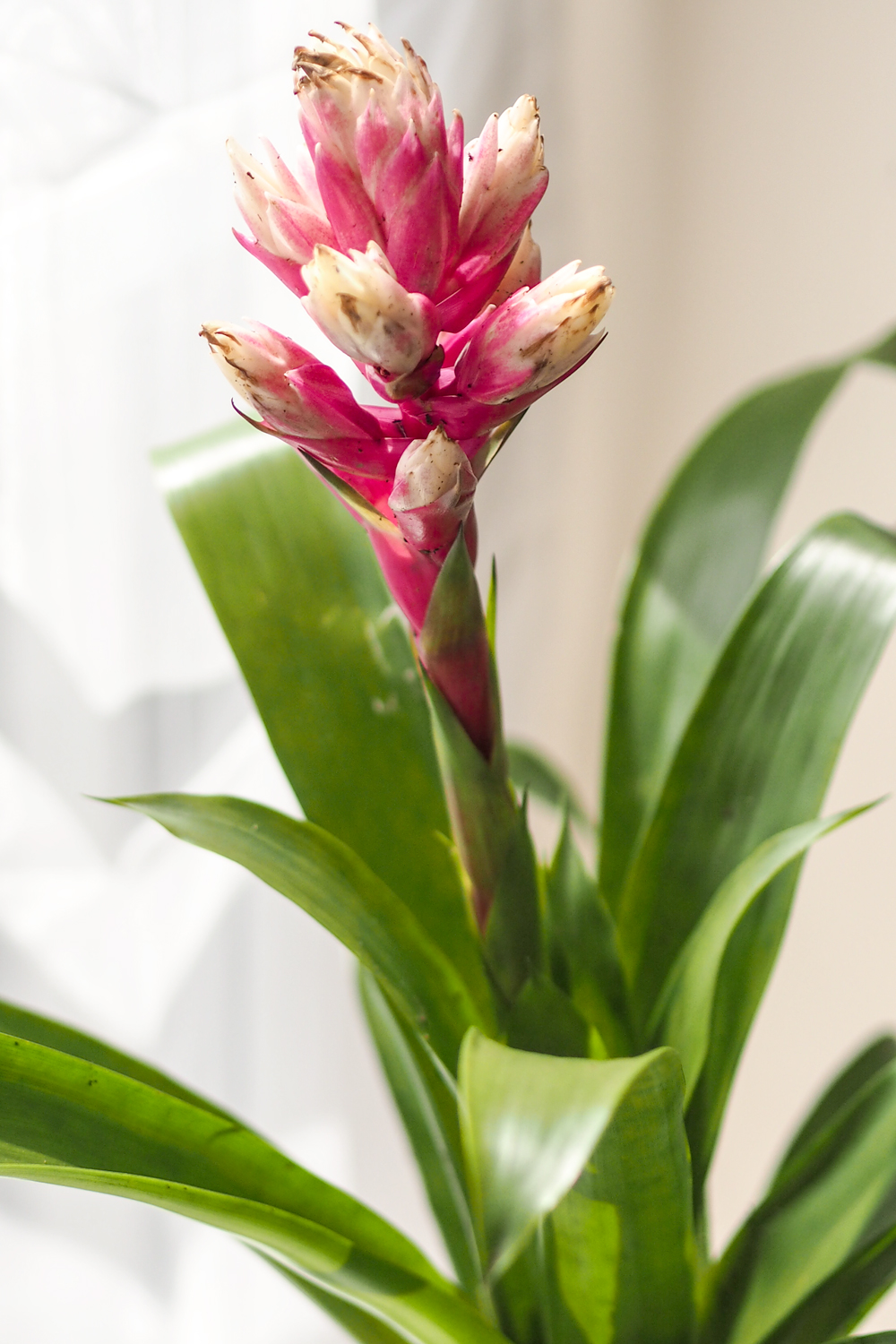 Today I'm sharing how to create an indoor garden in your city apartment, when outdoor space is something you crave. Teaming up with Lazy Flora, discover more about their indoor plant subscription service. Today I'm sharing how to create an indoor garden in your city apartment, when outdoor space is something you crave. Teaming up with Lazy Flora, discover more about their indoor plant subscription service.