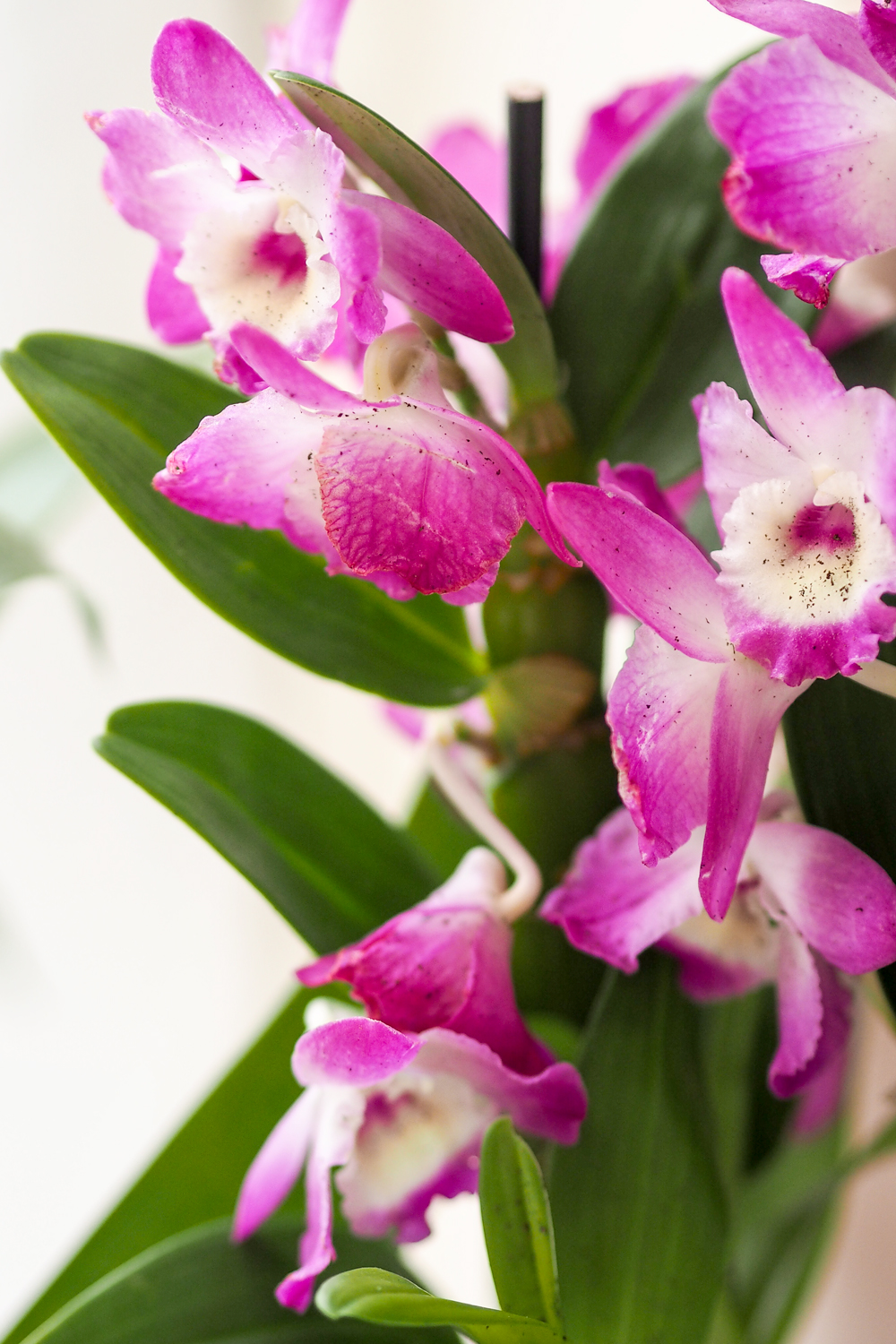 Today I'm sharing how to create an indoor garden in your city apartment, when outdoor space is something you crave. Teaming up with Lazy Flora, discover more about their indoor plant subscription service. Today I'm sharing how to create an indoor garden in your city apartment, when outdoor space is something you crave. Teaming up with Lazy Flora, discover more about their indoor plant subscription service.